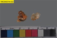 藏品(短指和尚蟹)的圖片